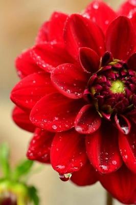 Book cover for Beautiful Red Dahlia Flower with Morning Dew Journal