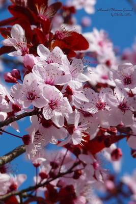 Book cover for Almond Blossoms Journal