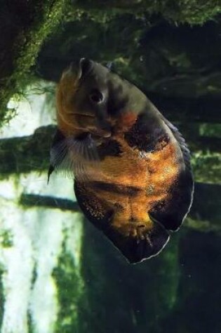 Cover of An Oscar Cichlid Fish Swimming Along Journal