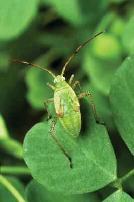 Cover of Insect Journal Bug Antennae Entomology