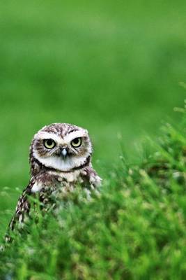 Book cover for Burrowing Owl Getting Ready to Do His Thing