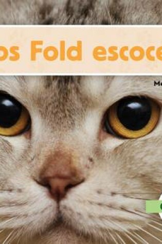 Cover of Gatos Fold Escoceses (Scottish Fold Cats) (Spanish Version)
