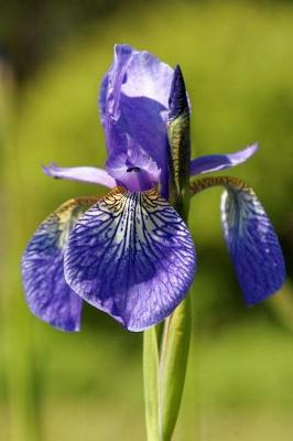 Book cover for A Beautiful Purple Iris Flower Journal