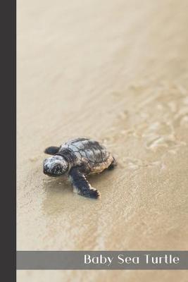 Book cover for Baby Sea Turtle