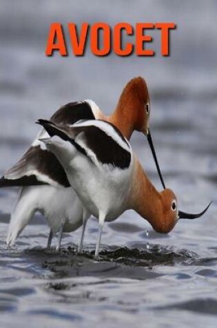 Cover of Avocet