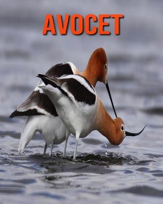 Book cover for Avocet