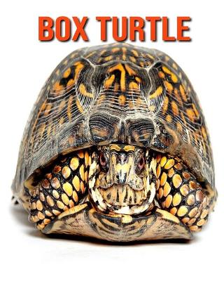 Book cover for Box Turtle