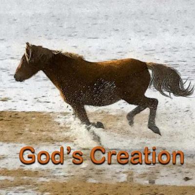 Book cover for God's Creation