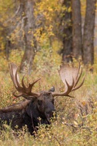 Cover of Bull Moose (Alces Alces) Bedded Down During Autumn Journal