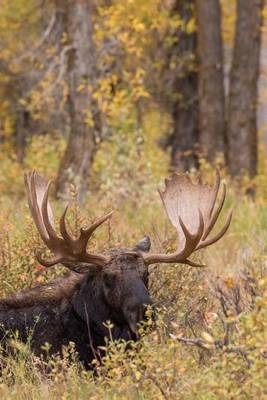 Book cover for Bull Moose (Alces Alces) Bedded Down During Autumn Journal