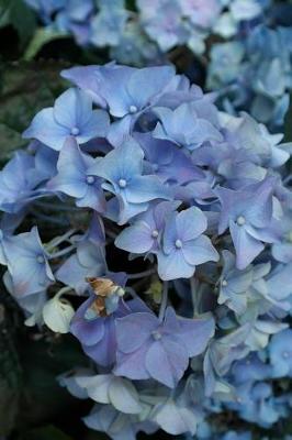 Book cover for Hydrangeas Growing in Hawaii Journal