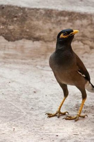 Cover of Standing Mynah Bird, Birds of the World