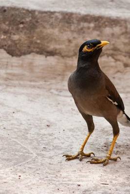 Book cover for Standing Mynah Bird, Birds of the World