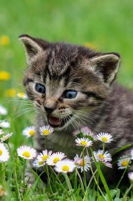 Book cover for Blue Eyed Tabby Kitten Attacks Daisies