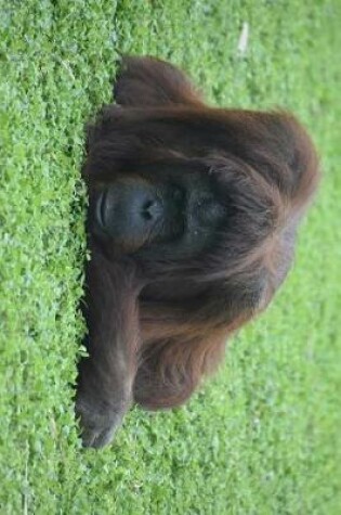 Cover of An Orangutan Lounging on the Grass