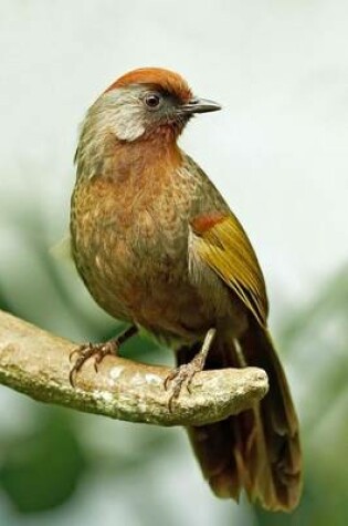 Cover of Chestnut-Crowned Laughingthrush Journal