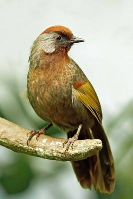 Book cover for Chestnut-Crowned Laughingthrush Journal