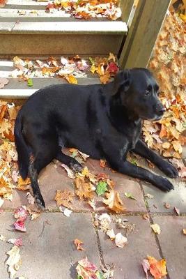 Book cover for Cute Dogs Black Lab Chocolate Lab Outside Fall Journal