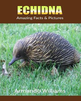 Book cover for Echidna