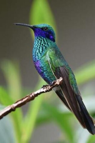 Cover of Beautiful Purple and Green Hummingbird Resting on a Branch