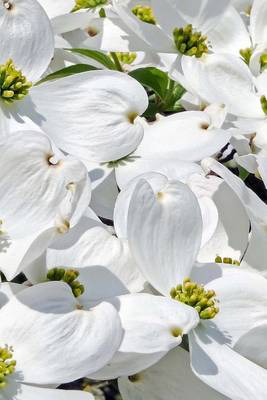 Book cover for Cornales Blooming White, for the Love of Flowers