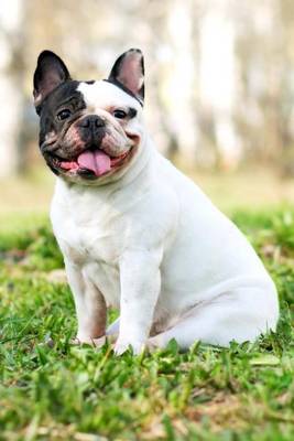 Book cover for Smiling Black and White French Bulldog Journal