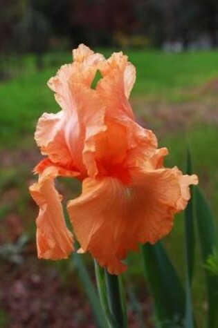 Cover of An Orange Peach Bearded Iris Flower Journal