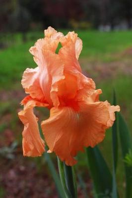 Book cover for An Orange Peach Bearded Iris Flower Journal