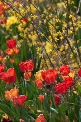 Book cover for Springtime Flowers - Lined Notebook with Margins