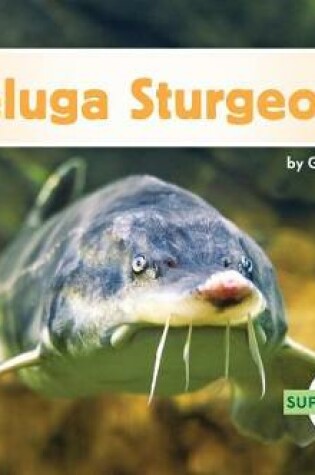 Cover of Beluga Sturgeons