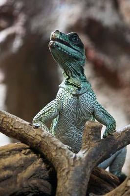 Book cover for Weber's Sailfin Lizard Journal