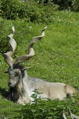 Book cover for Alpine Ibex in the Grass, for the Love of Animals