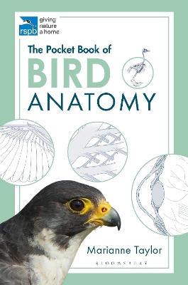 Book cover for The Pocket Book of Bird Anatomy