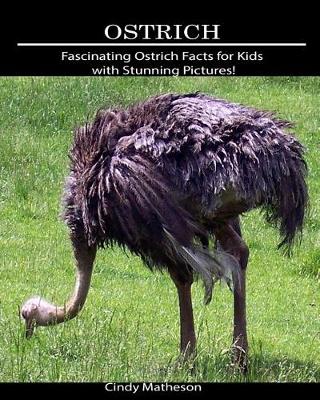 Book cover for Ostrich