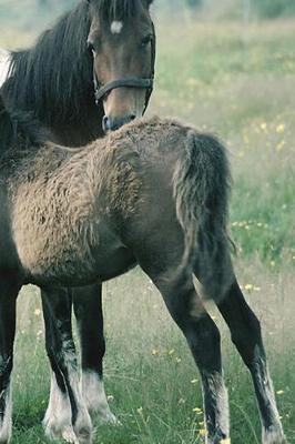 Cover of Journal Mare Foal Equine Horse