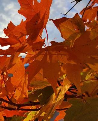 Book cover for Fall School Composition Book Orange Leaves Mountain Sunrise 130 Pages