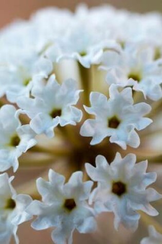 Cover of Sand Verbena (Abronia Fragrans) White Flowers