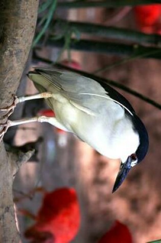 Cover of Striated Heron Perched on a Branch, Birds of the World