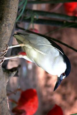 Book cover for Striated Heron Perched on a Branch, Birds of the World