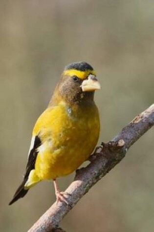 Cover of Evening Grosbeak Bird Perched on a Branch Journal