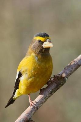 Book cover for Evening Grosbeak Bird Perched on a Branch Journal