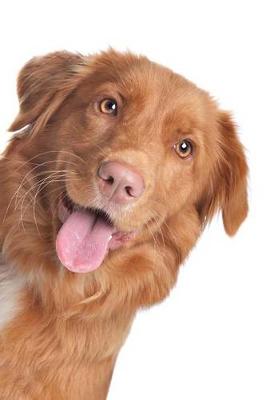 Book cover for The Nova Scotia Duck Tolling Retriever Dog Journal