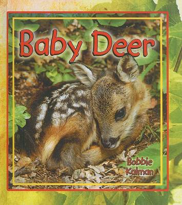 Book cover for Baby Deer