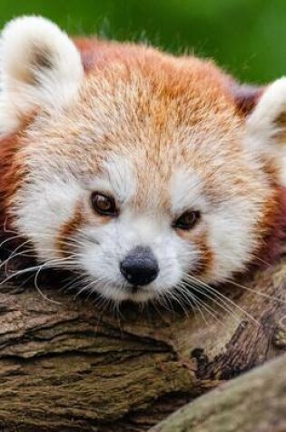 Cover of A Cute Red Panda Ready for a Nap