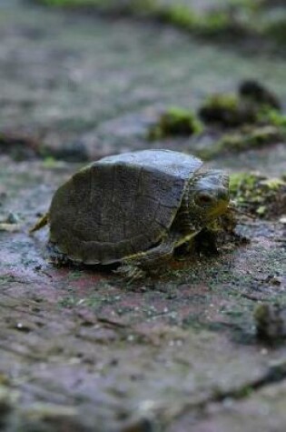 Cover of Little Turtle in the Back Garden Journal