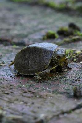 Book cover for Little Turtle in the Back Garden Journal