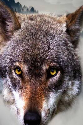 Book cover for Website Password Organizer a Wolf Looking Straight at Me