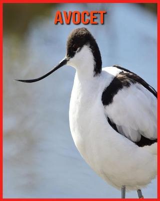 Book cover for Avocet
