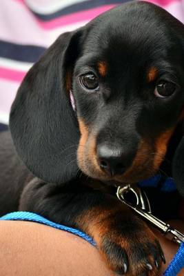 Book cover for A Cute Dachshund Puppy, for the Love of Dogs