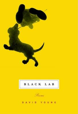 Book cover for Black Lab